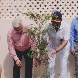 Tree Plantation